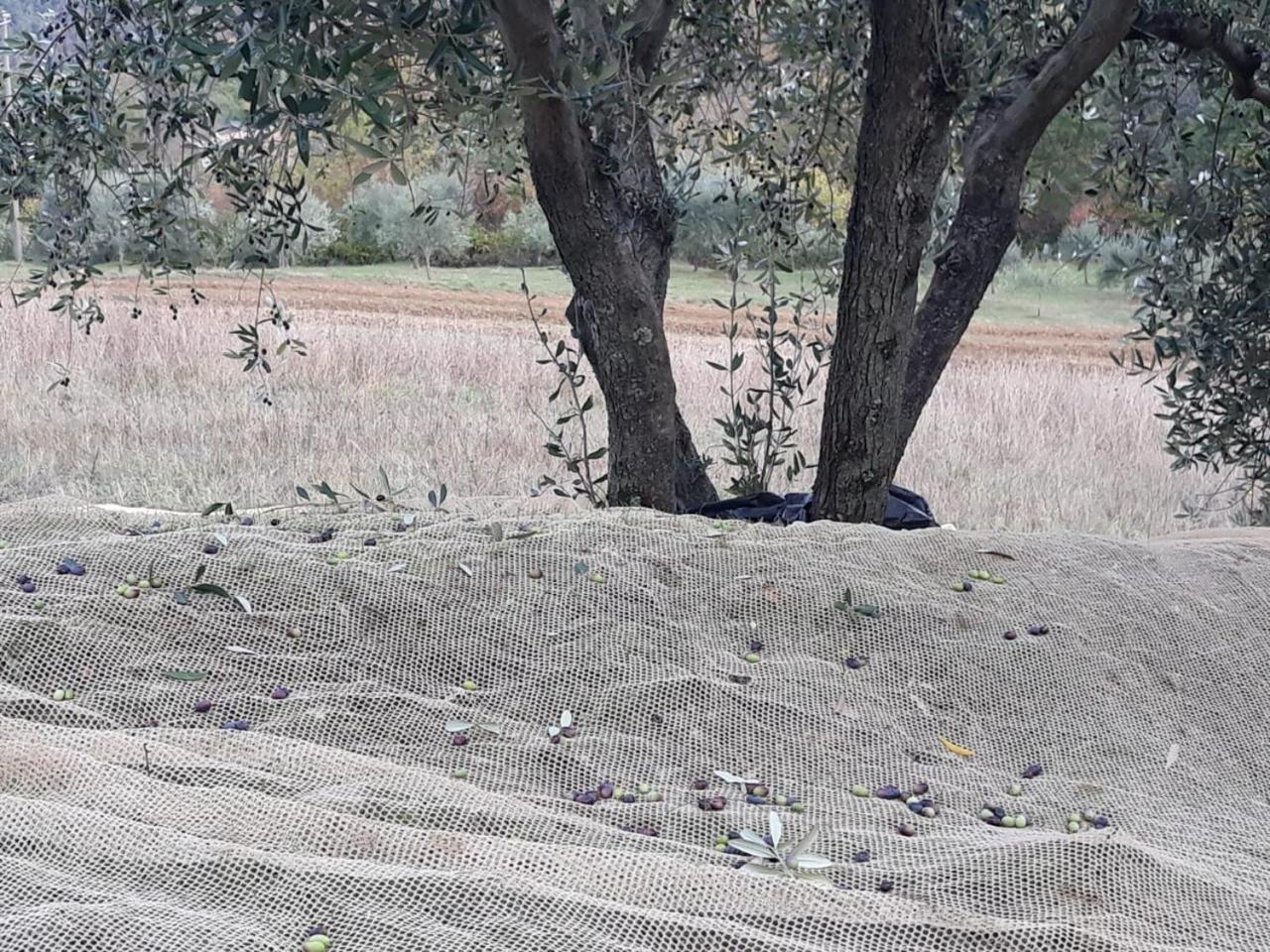 Villa Porcigliano Olive Grove Polcanto Exterior foto