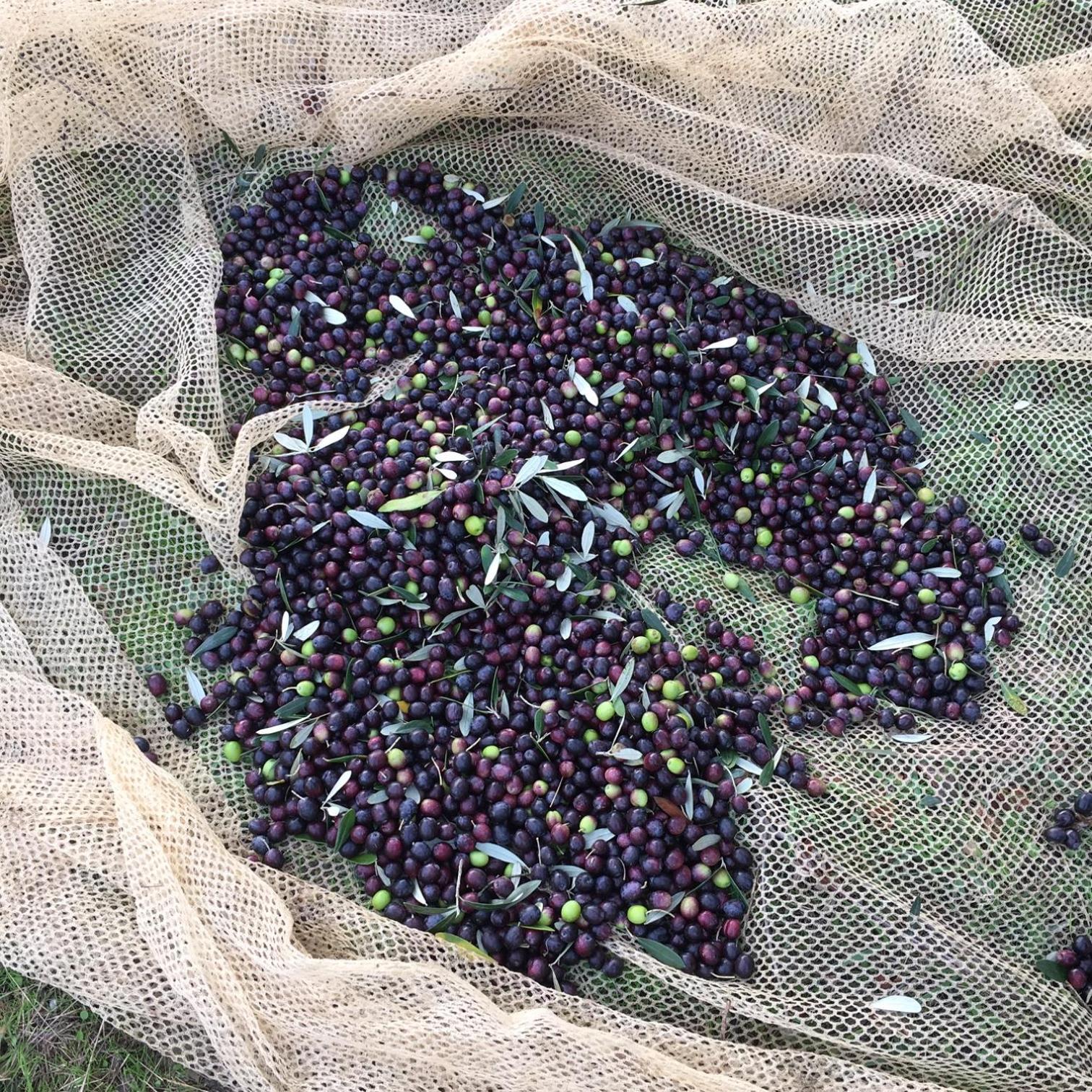 Villa Porcigliano Olive Grove Polcanto Exterior foto